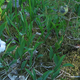 Image for article titled Feral Cats Can Destroy the Environment